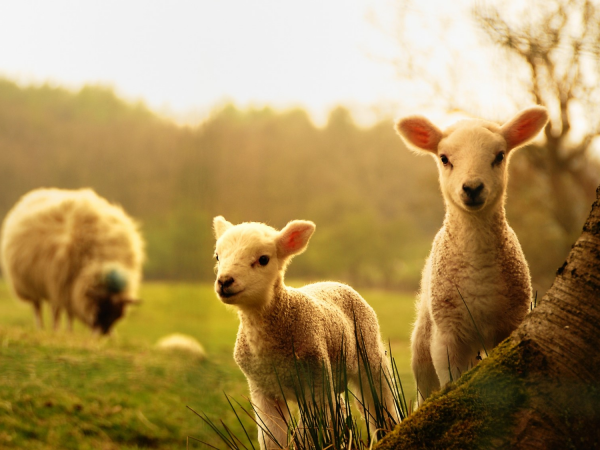 Admission 2023_3: Lambing - 11th to 26th February