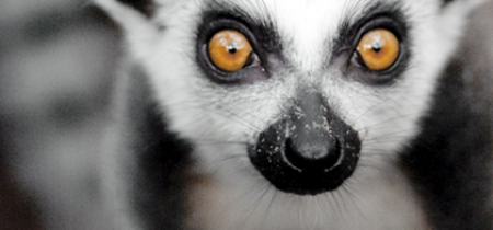 Lemur Liaison 16+