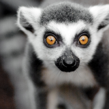 Lemur Liaison 8+ (admits 1 child (8-15) & 1 accompanying adult)