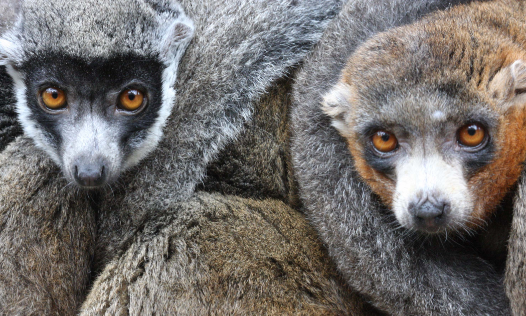 Buy LEMURS Tickets online - Linton Zoo Conservation Park