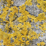 ODL Walk & Talk: Liking the Lichen: Introduction to Lichen at Elfield Nature Reserve
