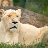 Big Cat Breakfast