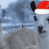 Christmas Bundles