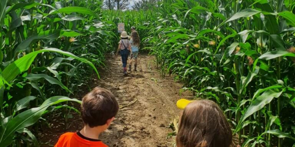 Maize Maze ( Labyrinth ) Tickets £5 per person Adults and Children