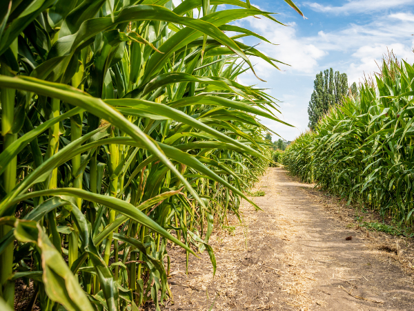 Summer 2022 Maze & Fun Field