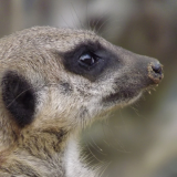 Membership Direct Debit Scheme 2019 @ Wingham Wildlife Park