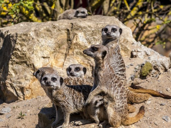 Adopt a meerkat