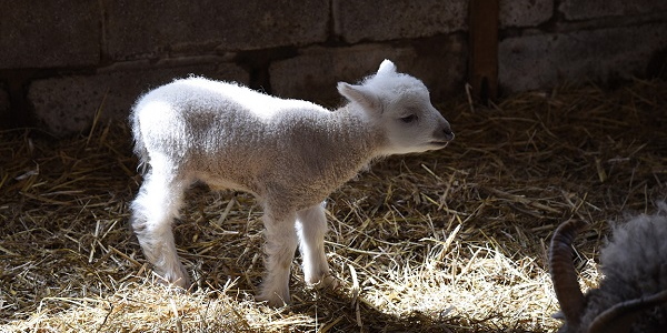 Open Farm Visits