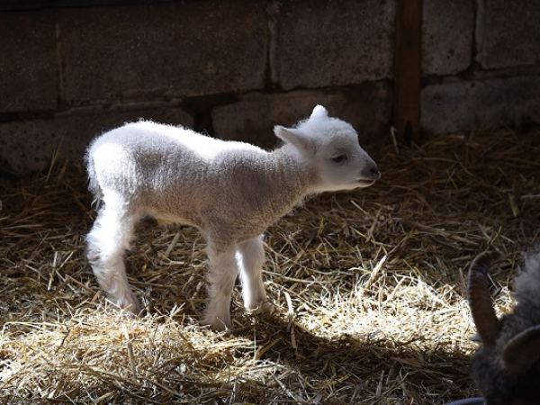 Open Farm Visits