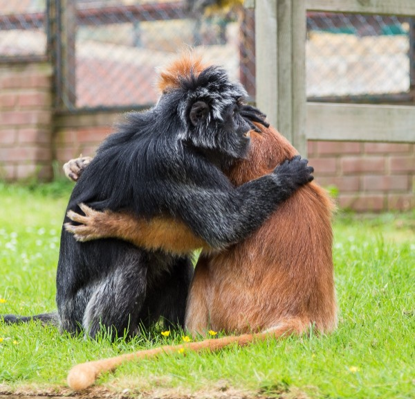 Buy Donations Tickets online - Monkey Haven