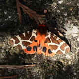 ODL Workshop: Magnificent Moths