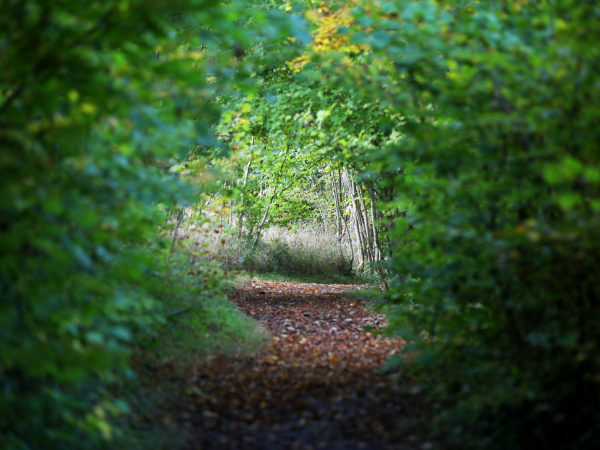 Guided walks