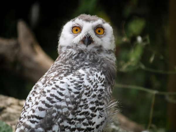 Owl Adoptions