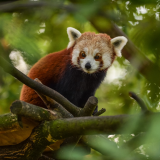 Chester Zoo