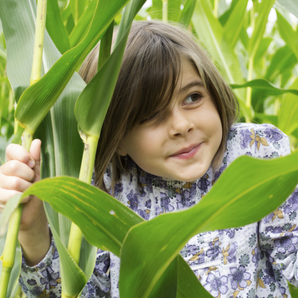 Summer Holidays Tickets: Corncob Capers!