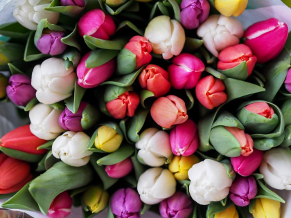 Power Flower Plant Fair