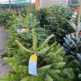 Potted Trees