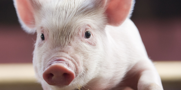 Buy Adopt a pig Tickets online - Folly Farm