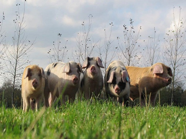 Farm Trail Admission