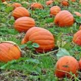 Halloween themed Maze with pumpkin picking