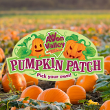 Pumpkin Patch