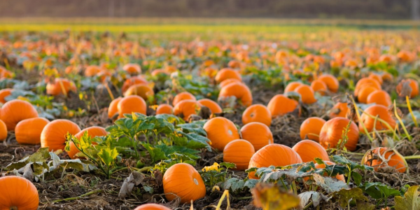 Daytime Pumpkin Picking