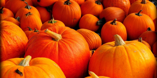 Pumpkin Picking £3.00 ( plus 50p admin) per person ( No Refund value )Sorry NO DOGS