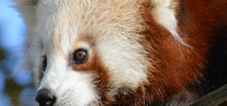 WWP - Red Panda Experience Voucher