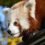 Disabled Membership Direct Debit Scheme 2019 @ Wingham Wildlife Park