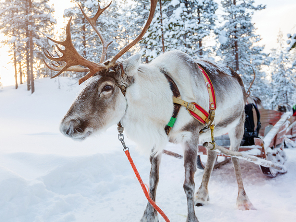 Visit the reindeers