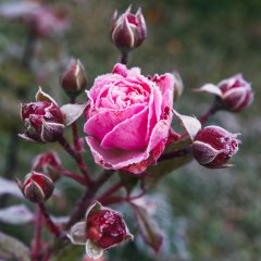 Winter Care & Rose Pruning