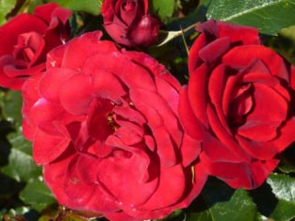 Roses