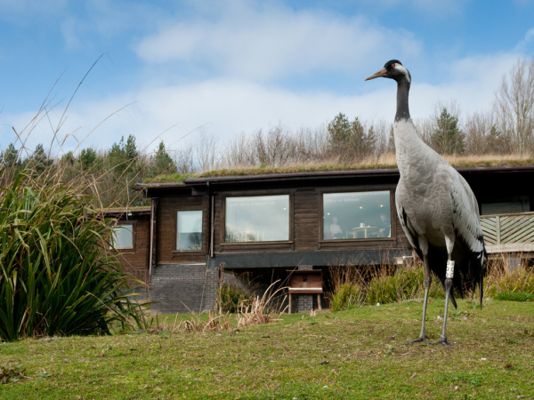 CSSC Corporate Partner Offer - Washington Wetland Centre