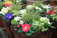 Winter Tub Lasagne Planting - Woburn