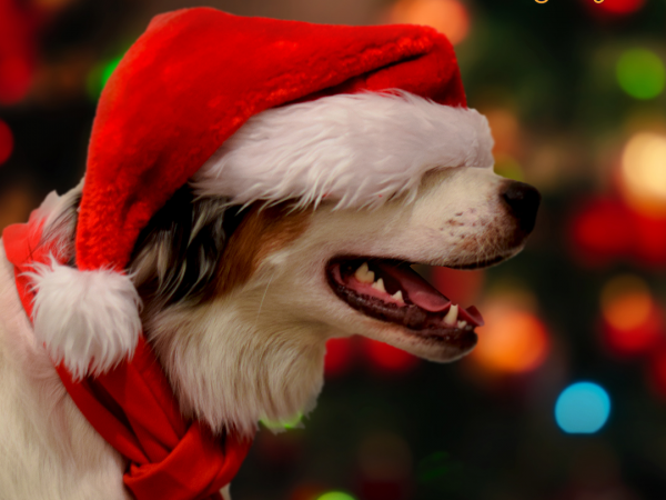Santa Paws