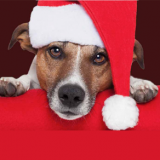 Santa Paws - Pet Grotto