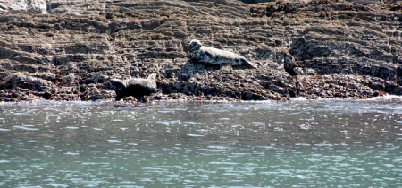 Seals & Lighthouse Cruise