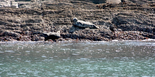 Seals & Lighthouse Cruise