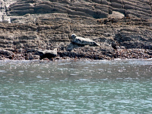 Seals & Lighthouse Cruise