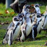 Membership 2019 @ Wingham Wildlife Park