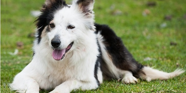 Sheepdog Demonstration