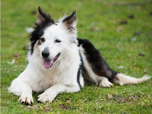 Sheepdog Demonstration