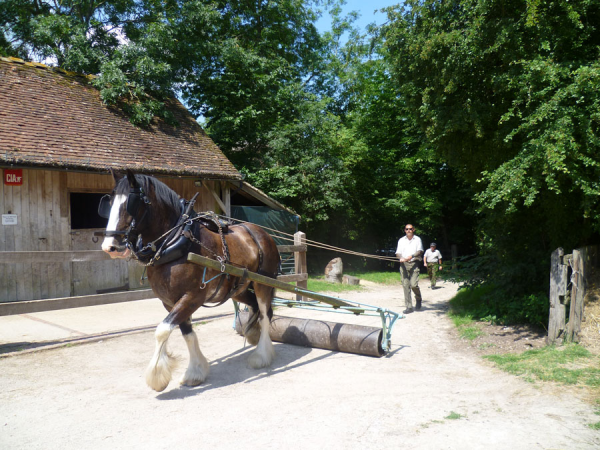 Heavy horse courses