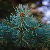 Choose and Chop Christmas Trees