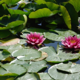 Stonor Gardens