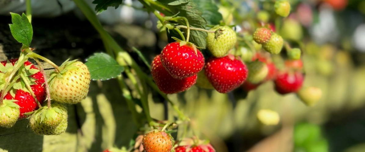 PYO Strawberries