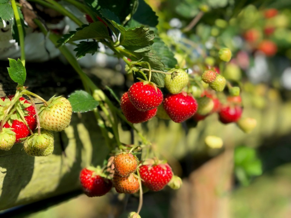 PYO Strawberries