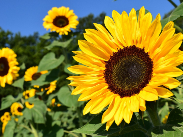 PYO Sunflowers