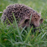 ODL Talk: Our Hedgehog Habitats