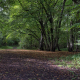 ODL Talk: Wildlife in the Parks